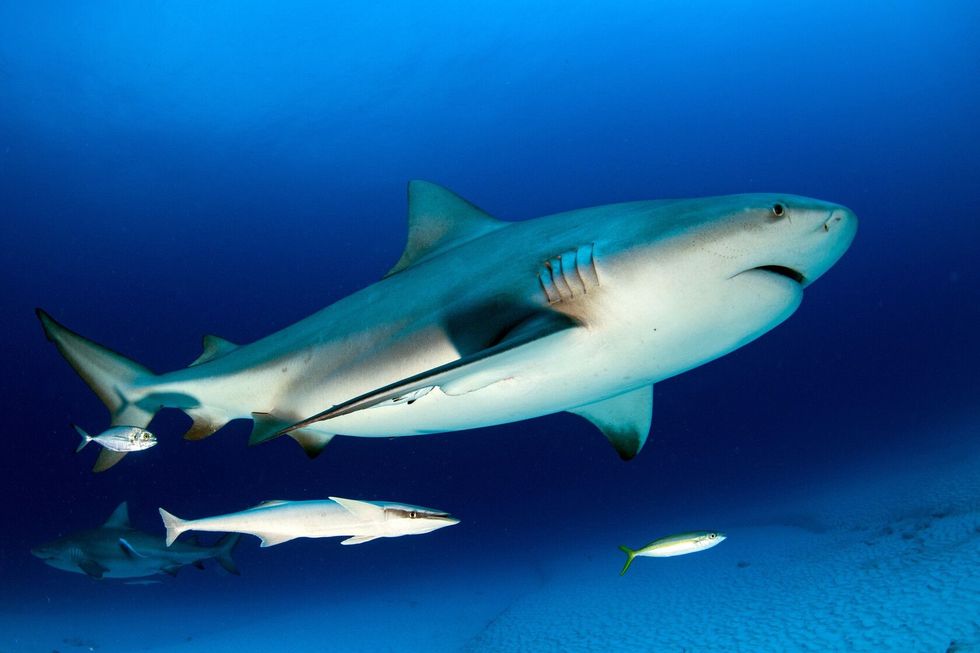 Bull shark in the blue ocean background.