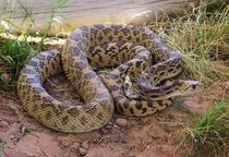 Fun Bullsnake Facts For Kids | Kidadl