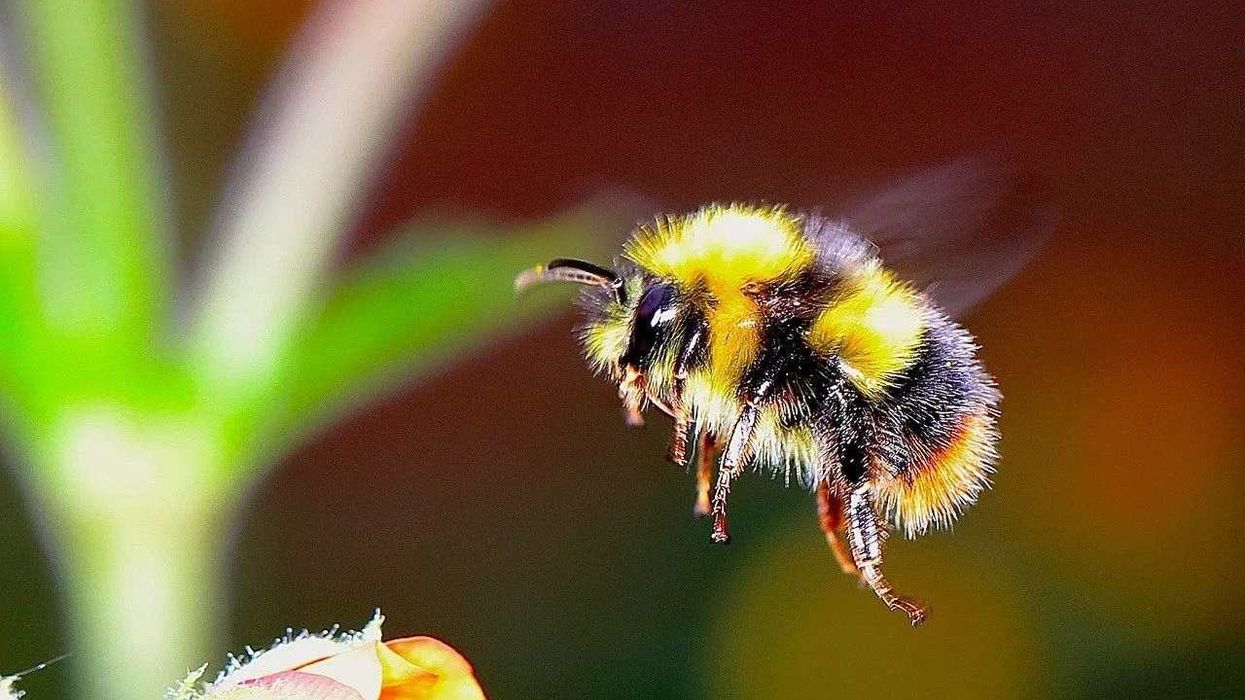 Bumblebee facts about the native bee of North America.