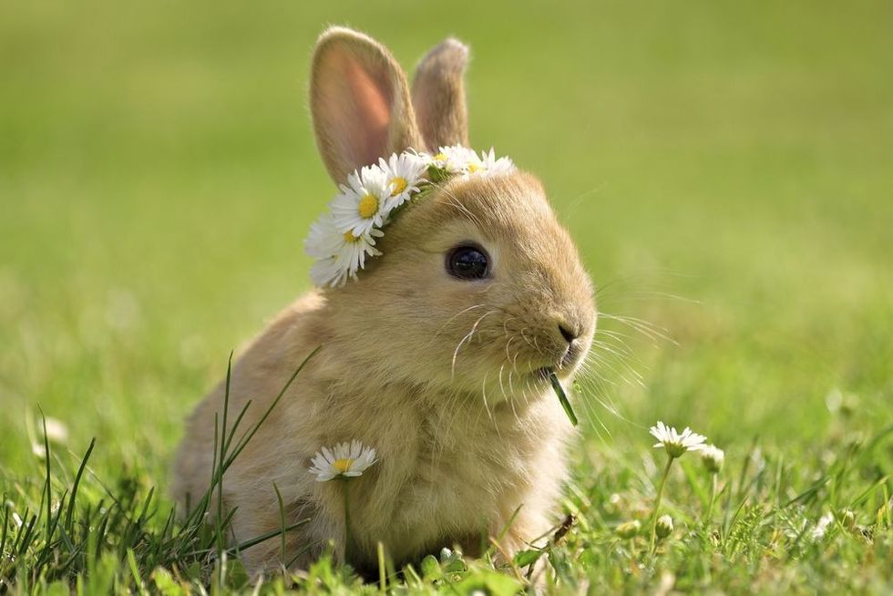 Bunny rabbit in grass