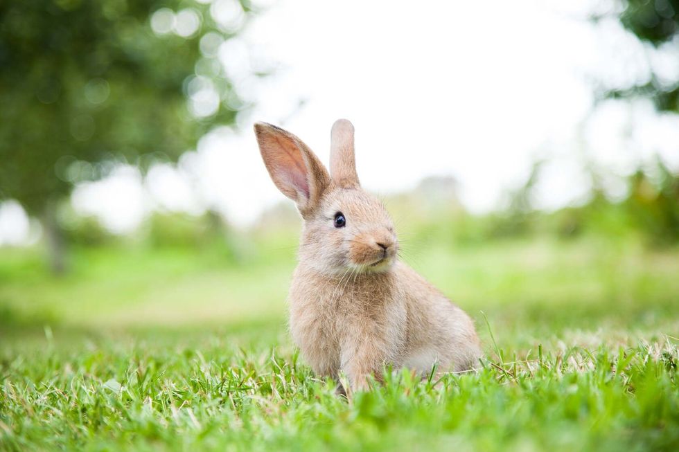 Bunny rabbit on the grass.
