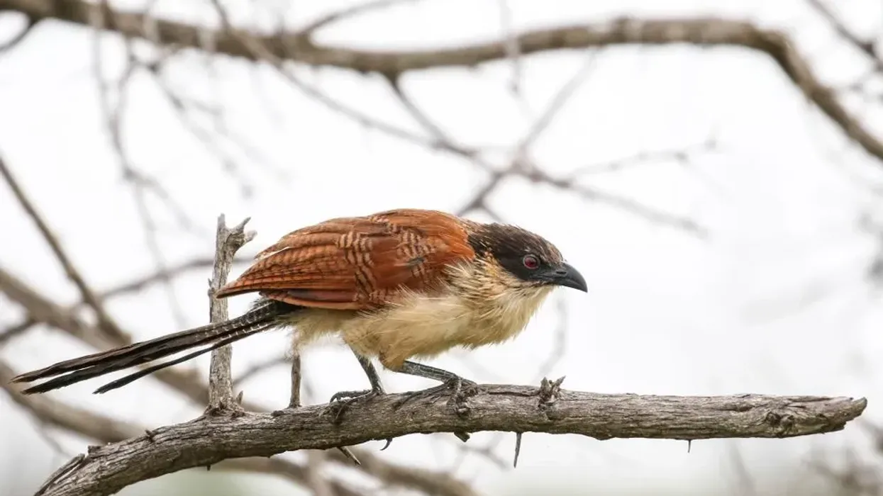 Burchell's coucal facts will captivate both parents and children alike!