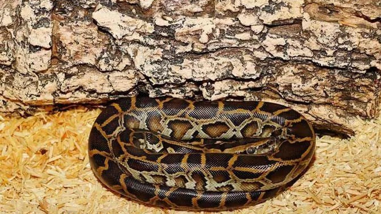 Burmese Python facts for kids on the invasive species