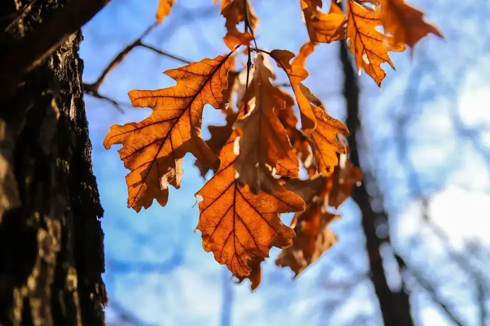 Burr oak leaves in autumn, backlit by the sun against a clear blue sky.