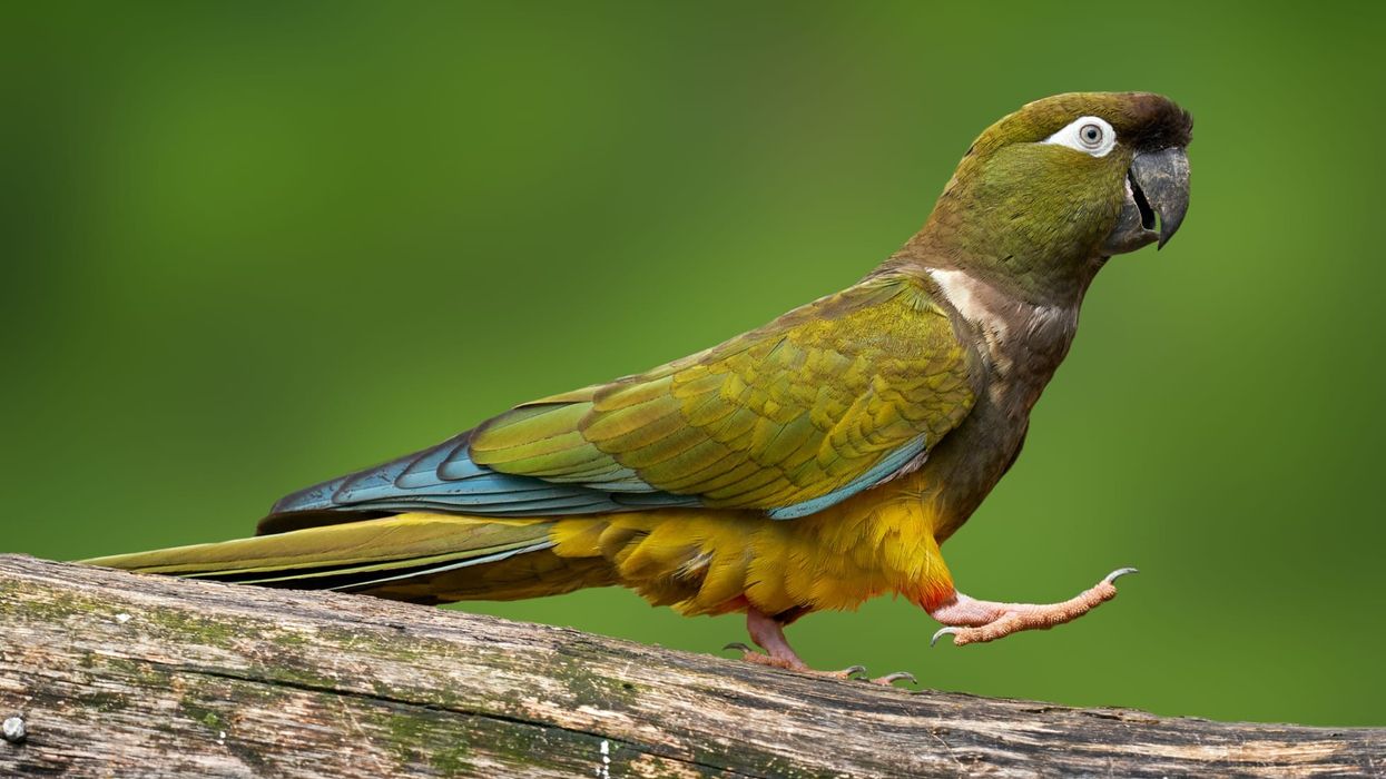 Burrowing parrot facts can make you want to keep it as a pet right away.