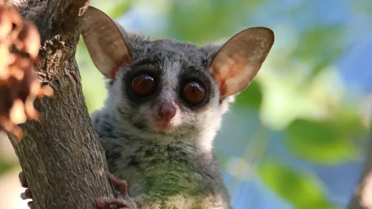 Bush baby facts for kids are fun to read