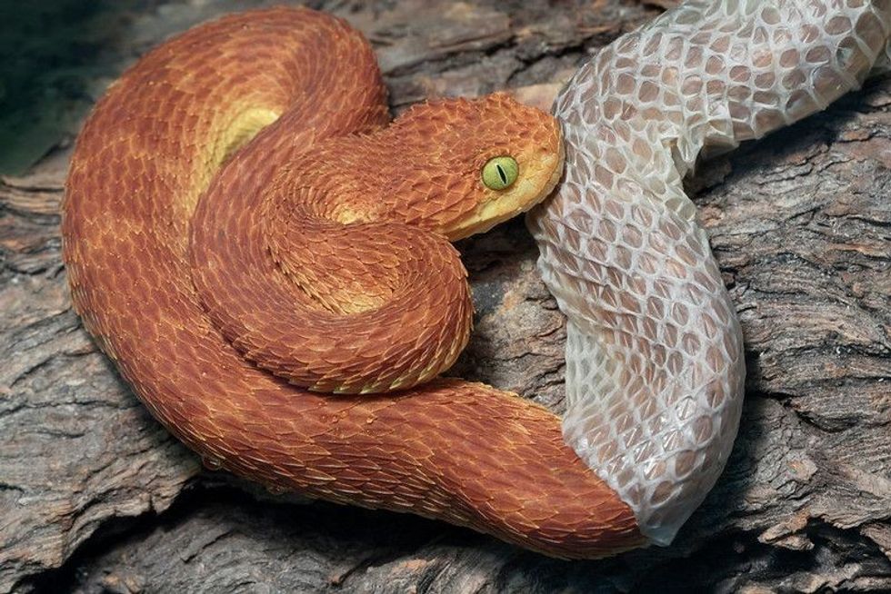 Bush Viper shedding it's skin.