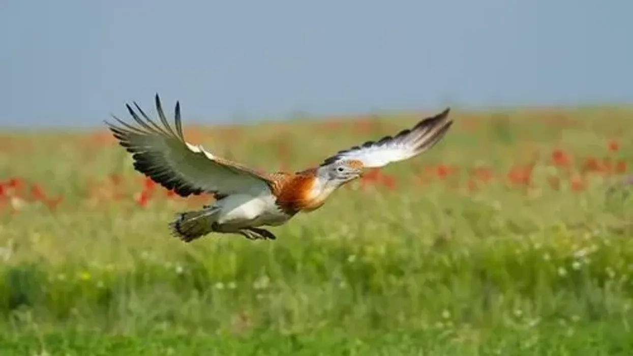 Bustard facts about its erect neck, uplifted tail, and magnificent appearance.