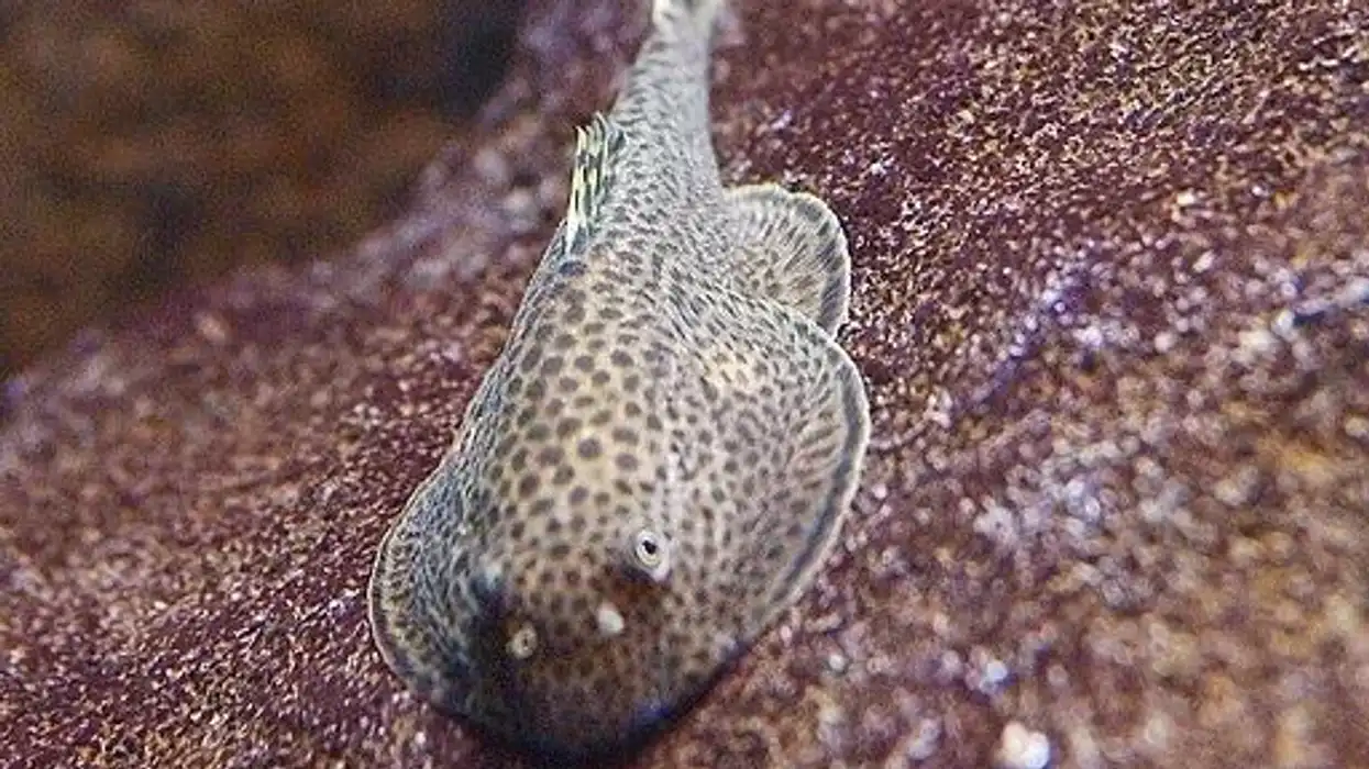 Butterfly Hillstream Loach Fact File