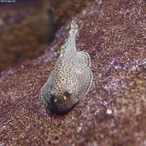 Butterfly Hillstream Loach Fact File
