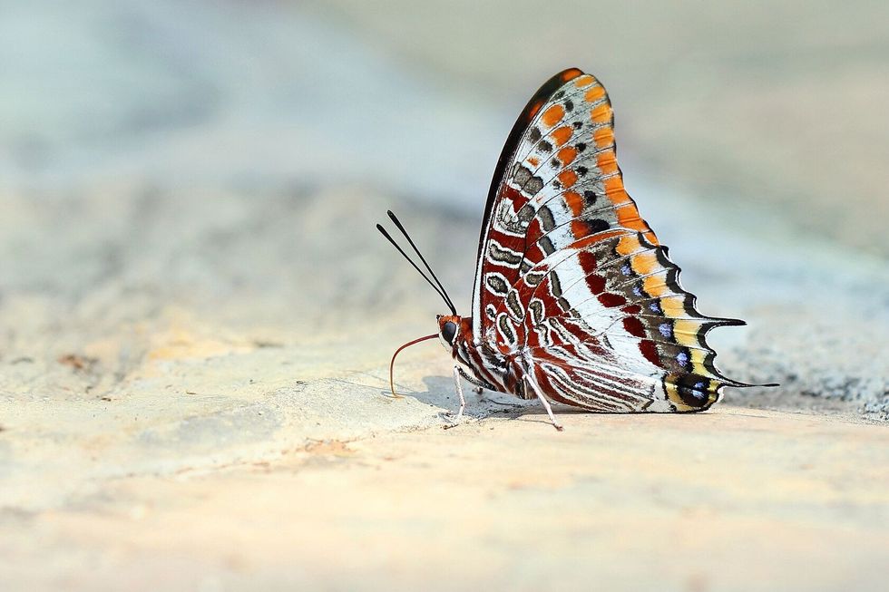 Butterfly on the flower.