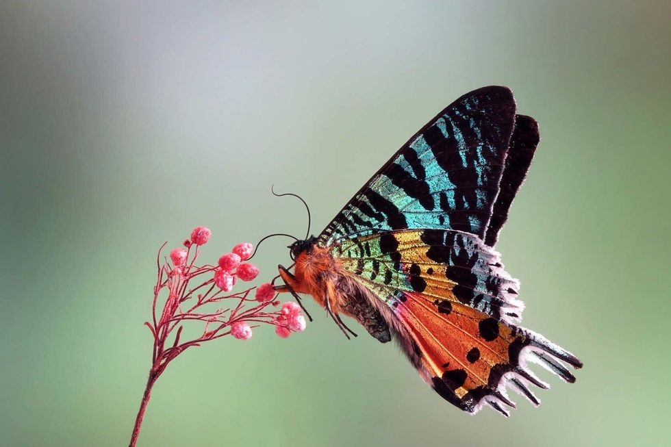 Butterfly on the flower.