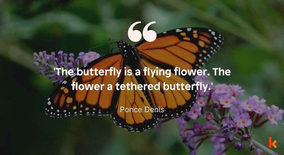 Butterfly quote by Ponce Denis
