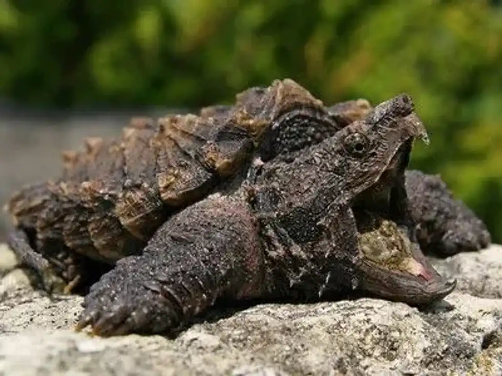By the end of this article, you will know more about the alligator snapping turtle bite force.