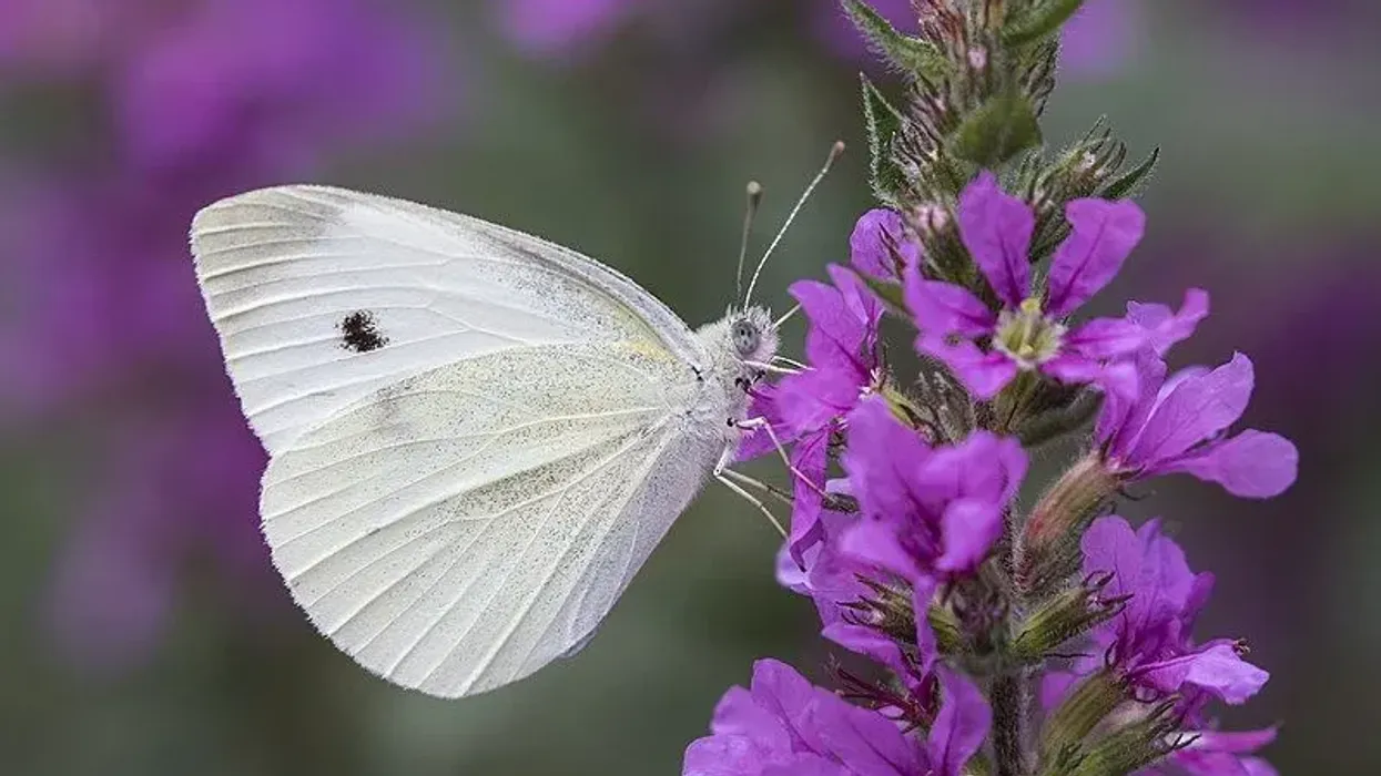 Cabbage white butterfly facts are interesting to read.