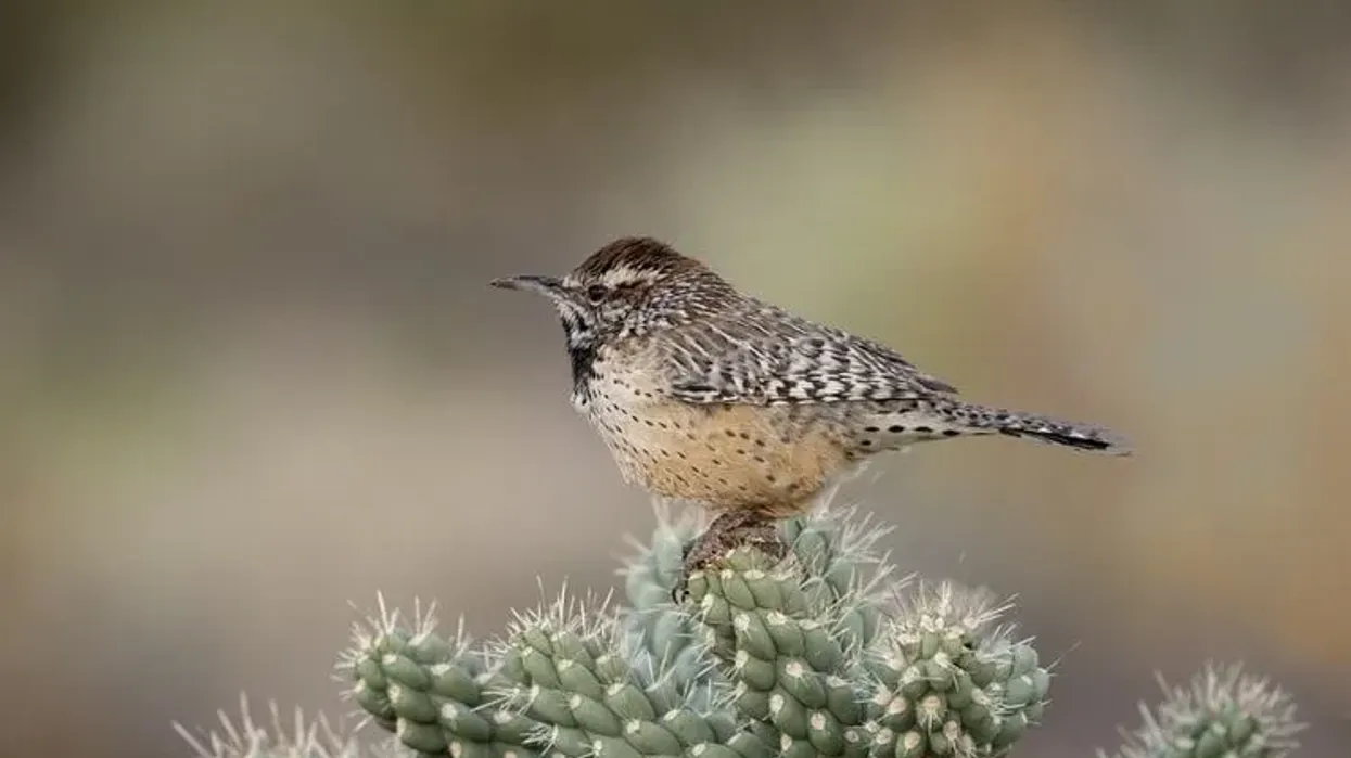 Cactus wren facts about the nests, food, and back color intrigue us.
