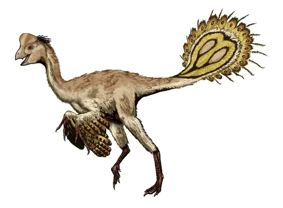 Caenagnathus facts tell us how this toothless bird is an important part of Cretaceous research and vertebrate paleontology.