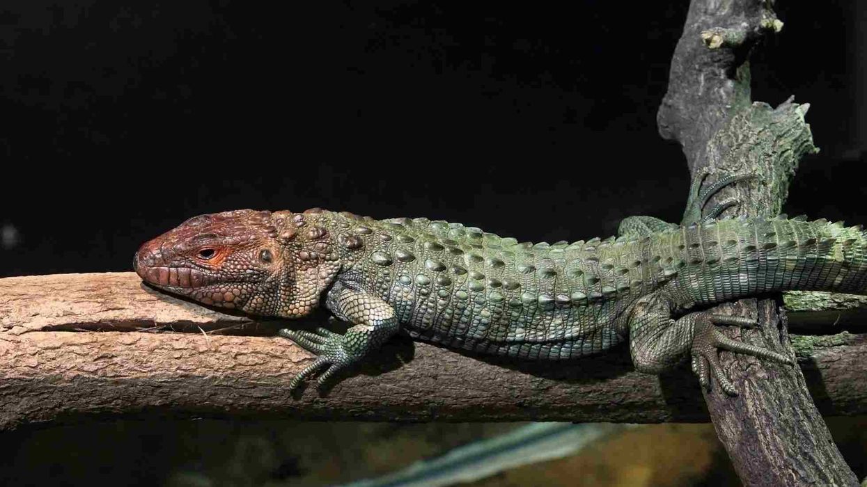 Caiman Lizard facts reveal that it is hunted for its skin