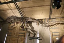 Calamosaurus facts are interesting.