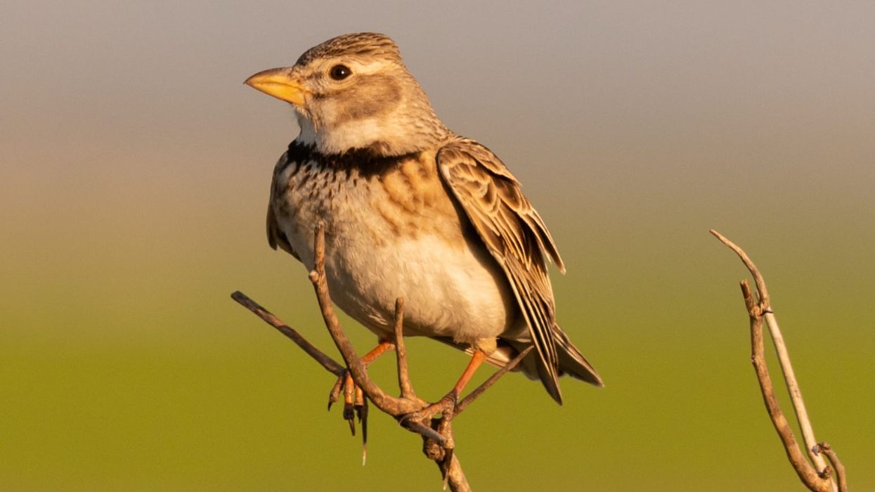 Calandra lark facts will increase your lark species knowledge.