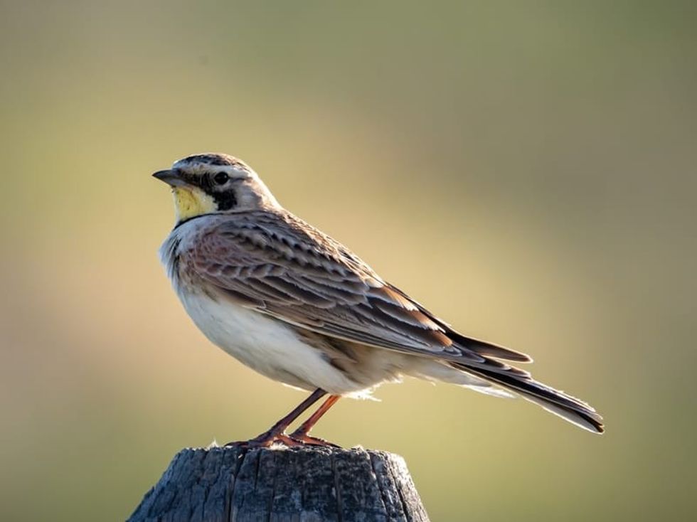 Fun Calandra Lark Facts For Kids 