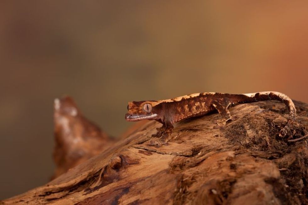 Caledonian Crested Gecko on the rock