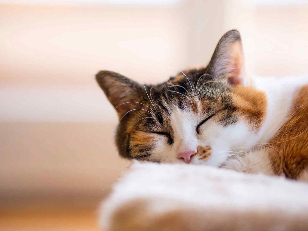 calico names for your pet kitten
