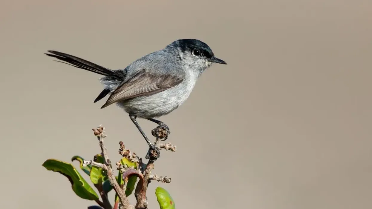 California gnatcatcher facts like they are hosts to parasitic brown-headed cowbirds are interesting.