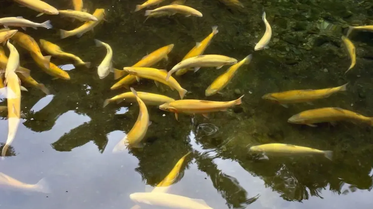 California golden trout facts: the little kern golden trout and the kern river rainbow route are known as the golden trout triad