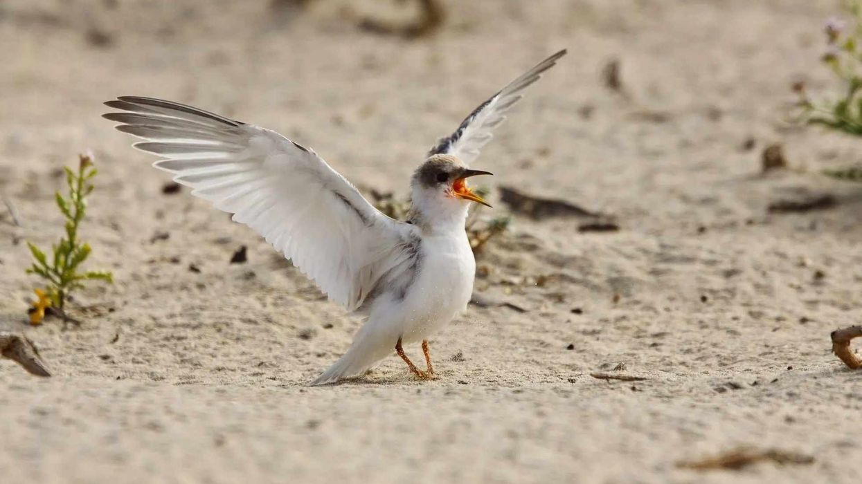 California least tern facts illustrate their colonies, breeding habitat, and behavior.