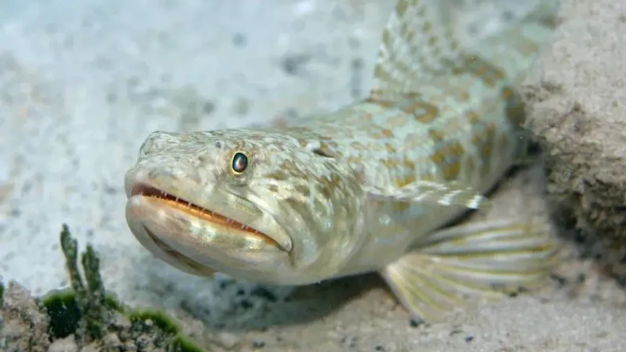 California lizardfish facts state that they are ambush predators.