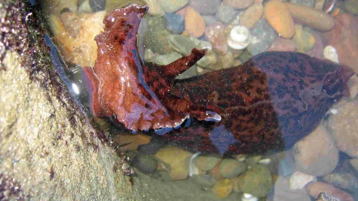 California Sea Hare Facts