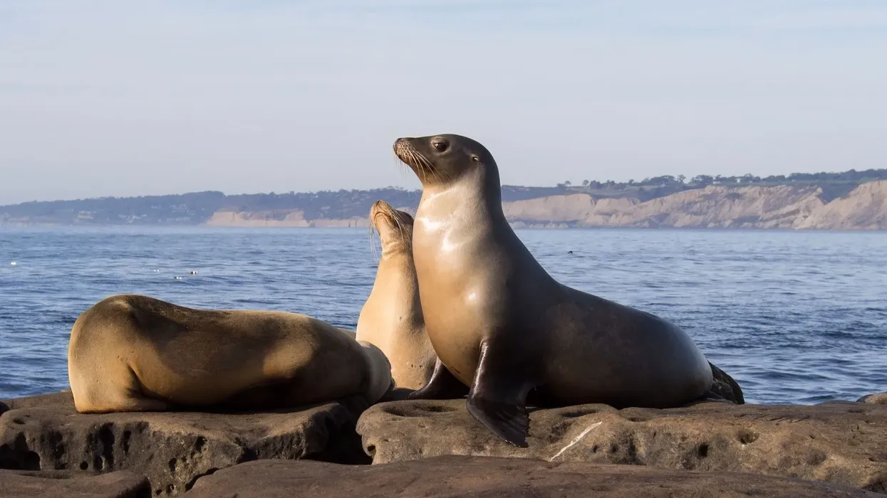 California sea lion facts are absolutely amazing!