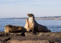 California sea lion facts are absolutely amazing!