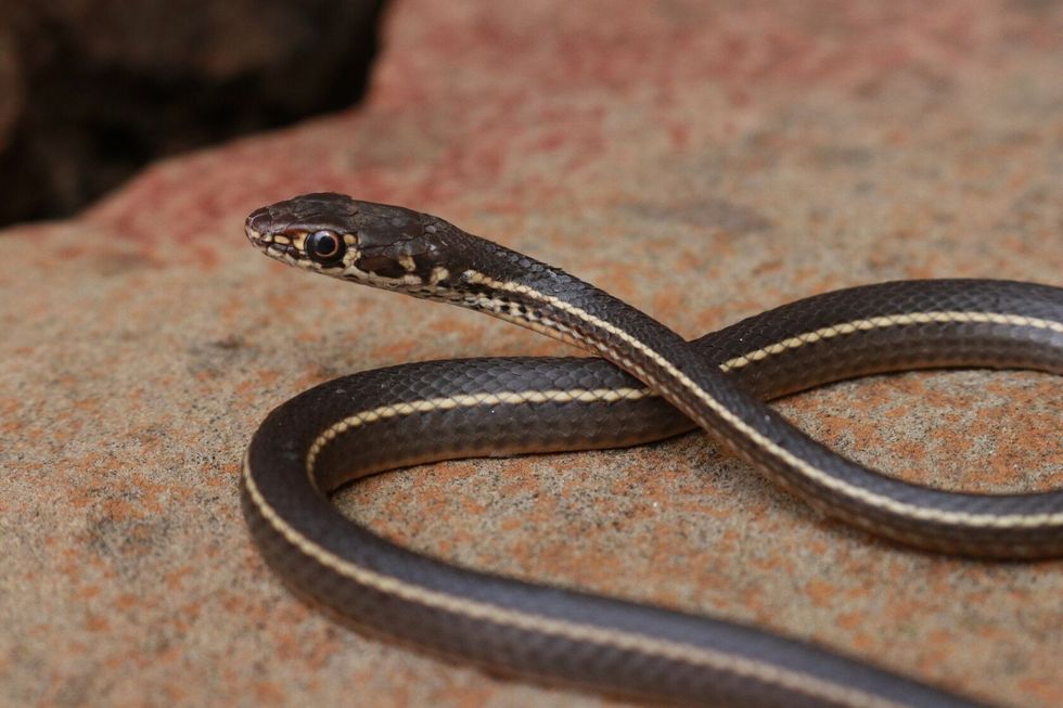 California Striped Racer Snake.