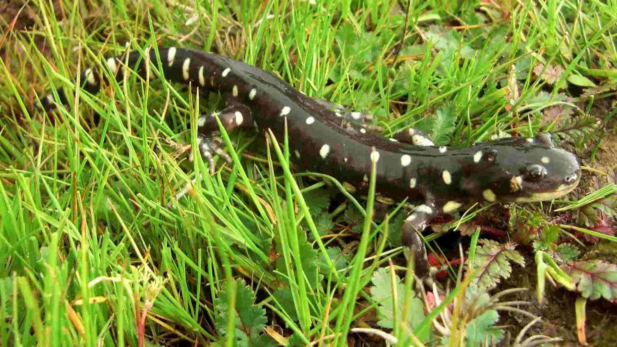 California tiger salamander facts tell us about their natural habitat.
