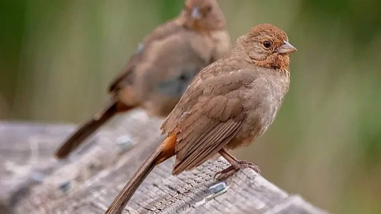 California towhee facts about their habitats, looks, and songs, are interesting.