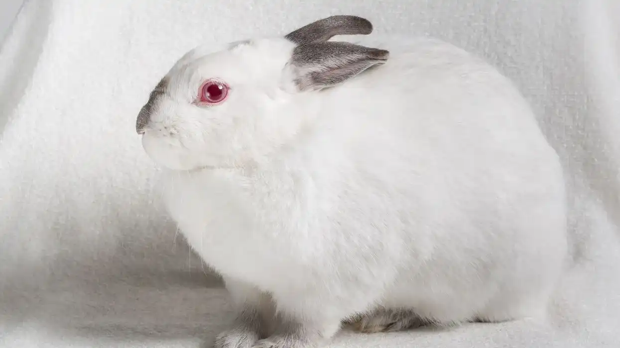 California white rabbit facts on this domestic rabbit.