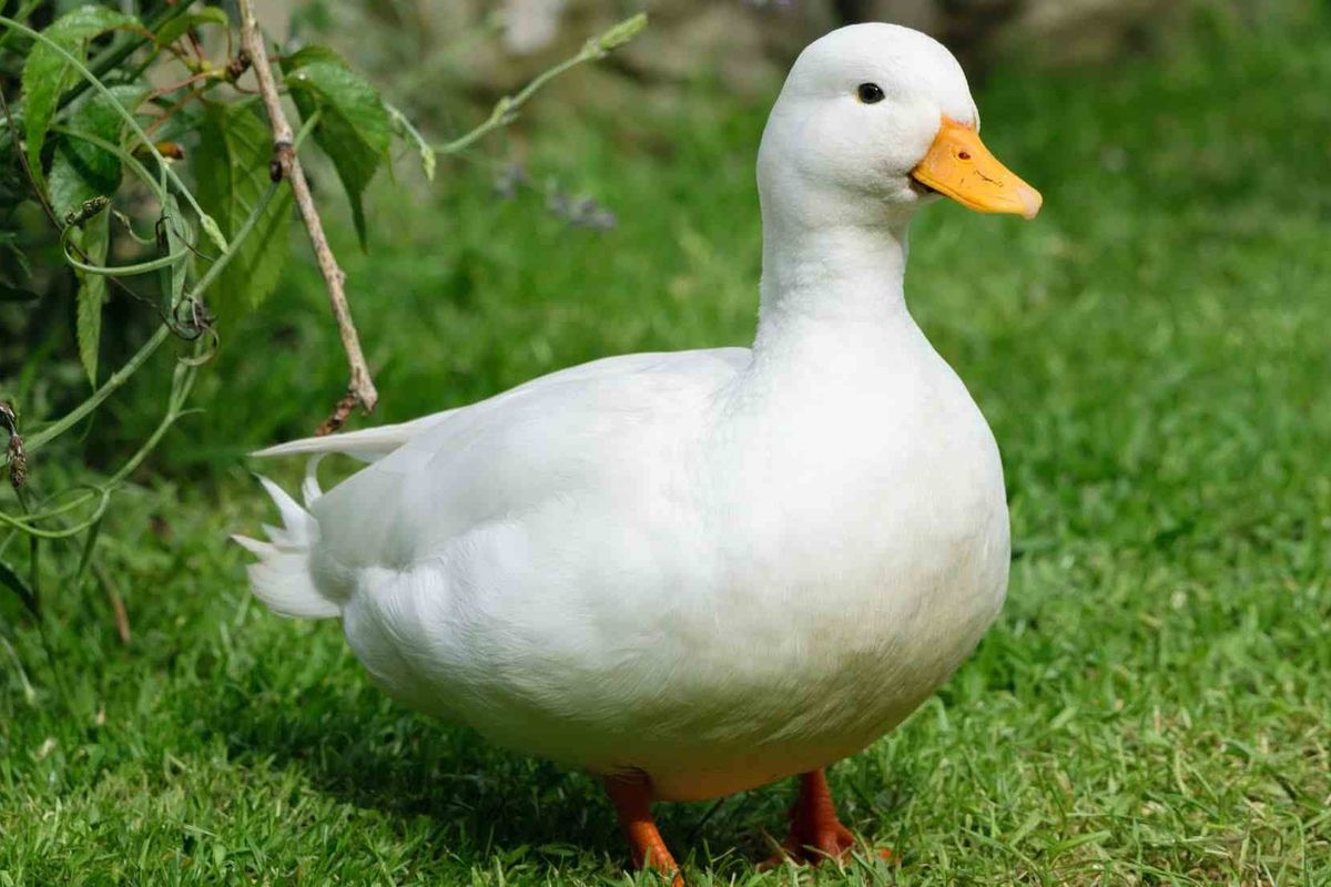 Call duck facts help you to know about rearing poultry.
