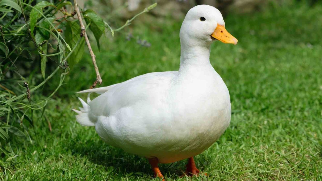 Call duck facts help you to know about rearing poultry.