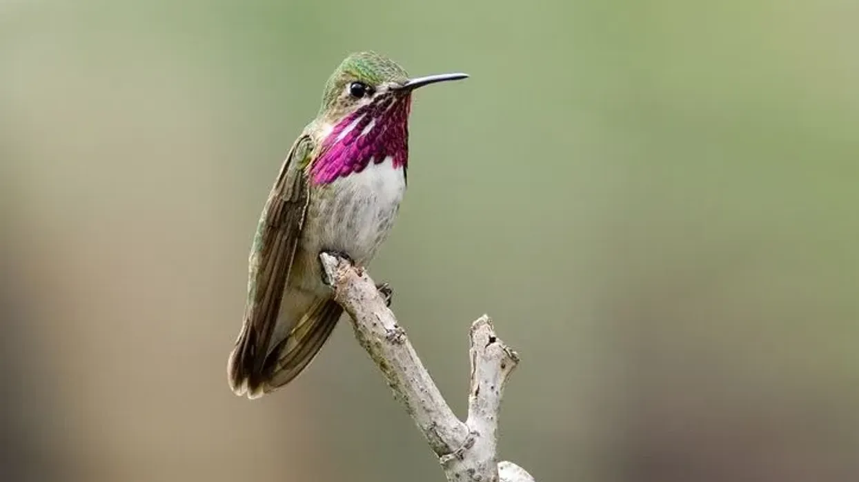 Calliope hummingbird facts include that they are the smallest bird in all of North America!