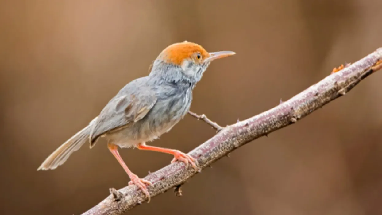 Cambodian tailorbird facts to discover characteristics about its stunning appearance.