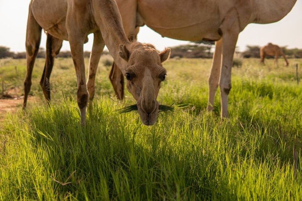 What Do Camels Eat? Daily Diet, Nutrition And Fun Facts | Kidadl