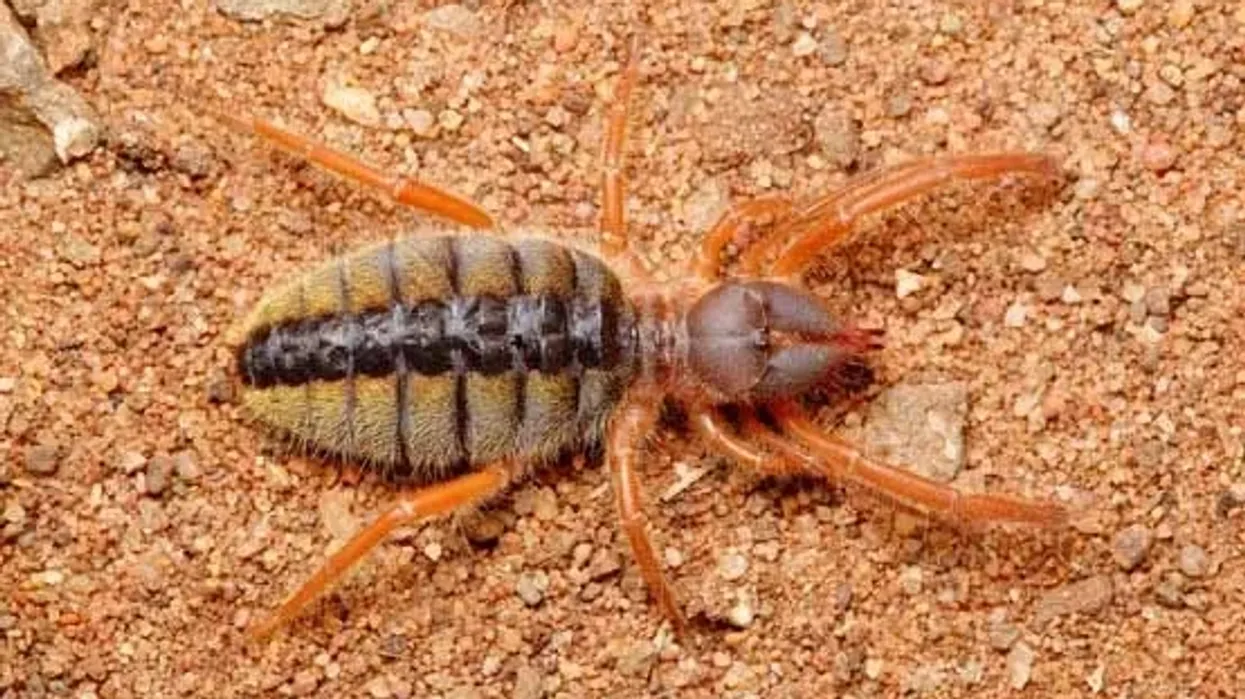 Camel spider facts are interesting to arachnid enthusiasts