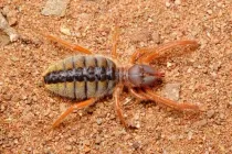 Camel spider facts are interesting to arachnid enthusiasts