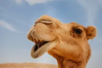 Camel with its mouth slightly open, looking like it's laughing.