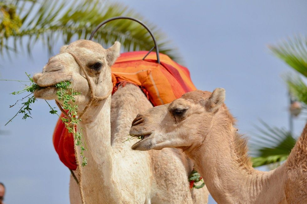 Camels eating closeup.