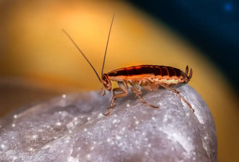 Can a cockroach survive a nuclear blast or a nuclear war? Kids! let's find out the truth.