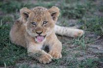 Liger Vs Tigon Big Cat Smack Down: Cool Hybrid Animal Facts For Kids ...