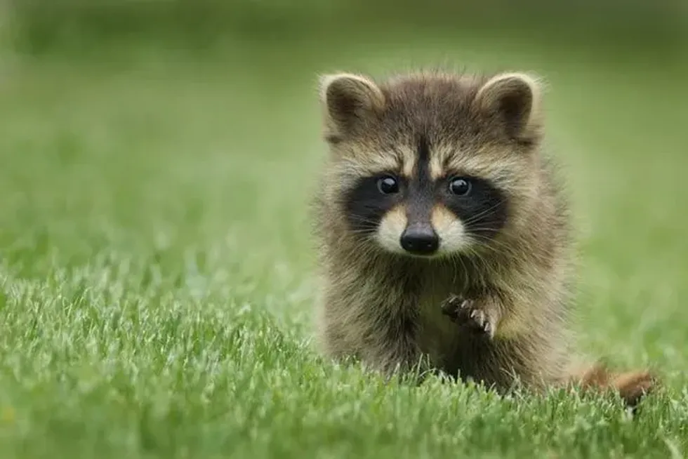 Can you have a raccoon as a pet or not? By the end of this article, you will know.